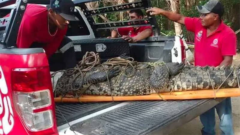 El cocodrilo fue reubicado tras su captura en La Lagunita.