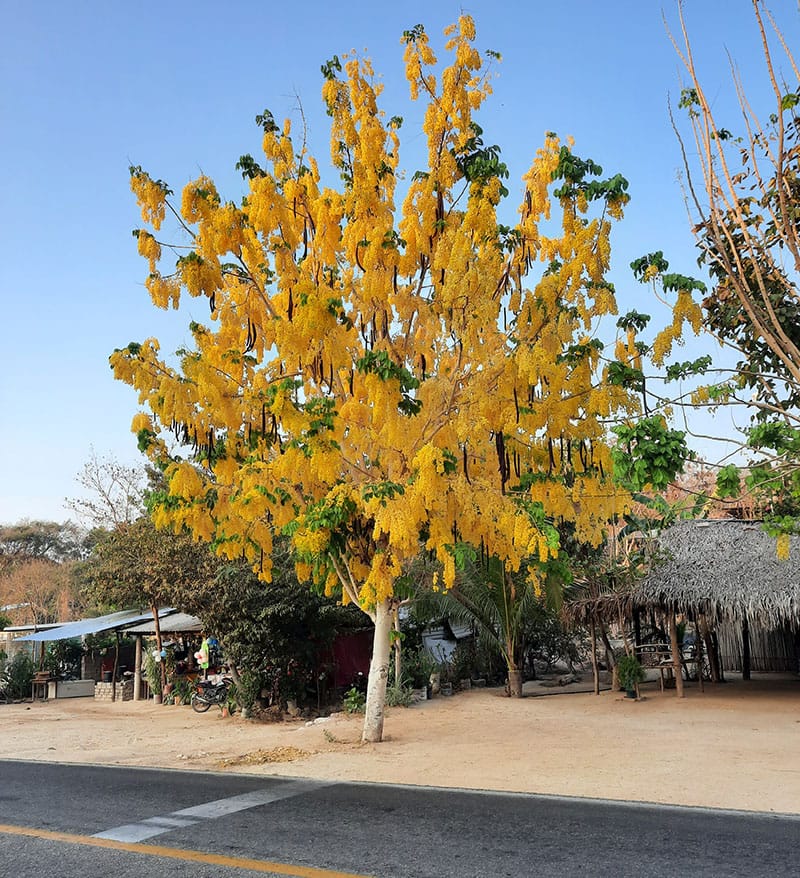 golden shower tree.
